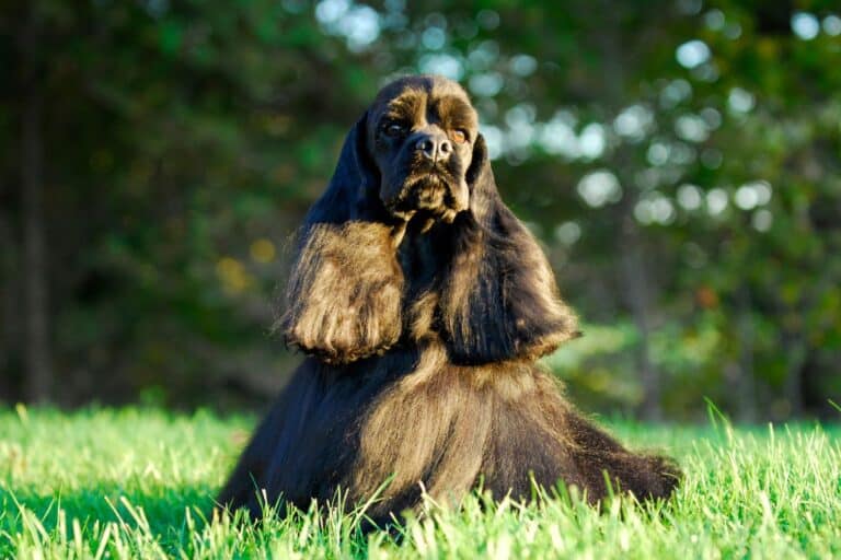 Black cocker spaniel sitting in sun ready for trick dog titles