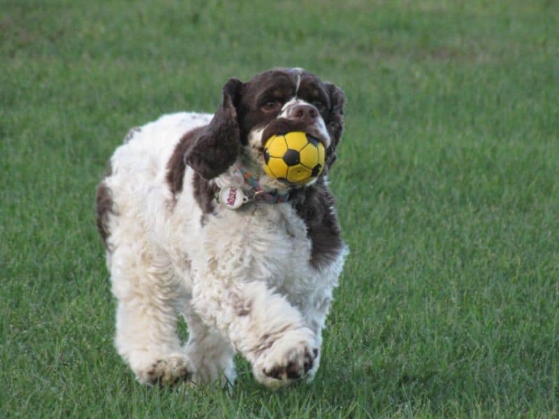 cocker_spaniel