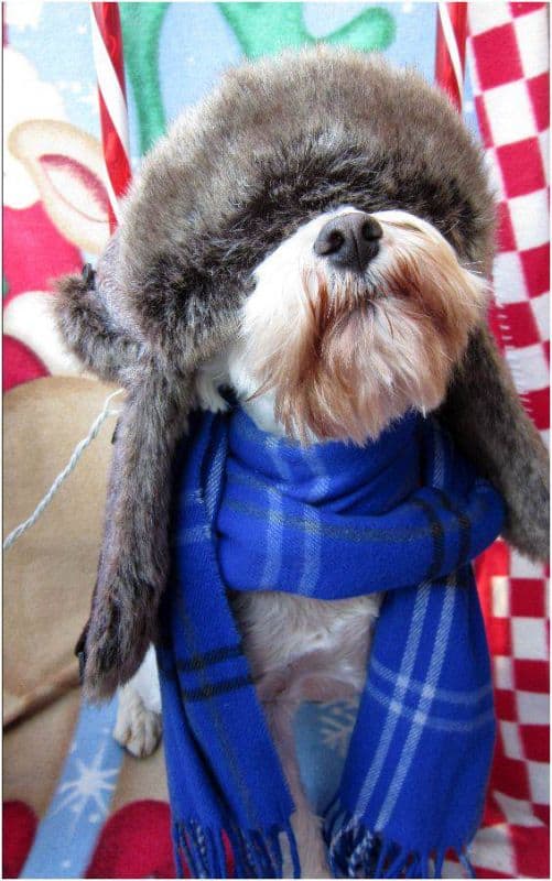 winter_dog