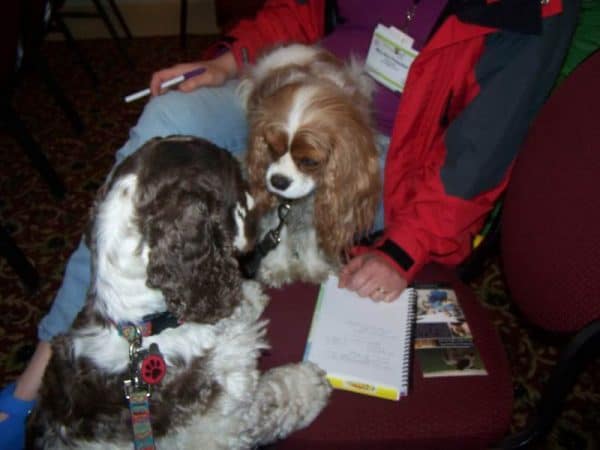 Five Must Try Winter Group Games For Dogs Fidose Of Reality five-must-try-winter-group-games-for-dogs-fidose-of-reality