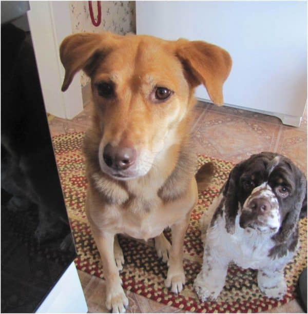 five-must-try-winter-group-games-for-dogs-fidose-of-reality