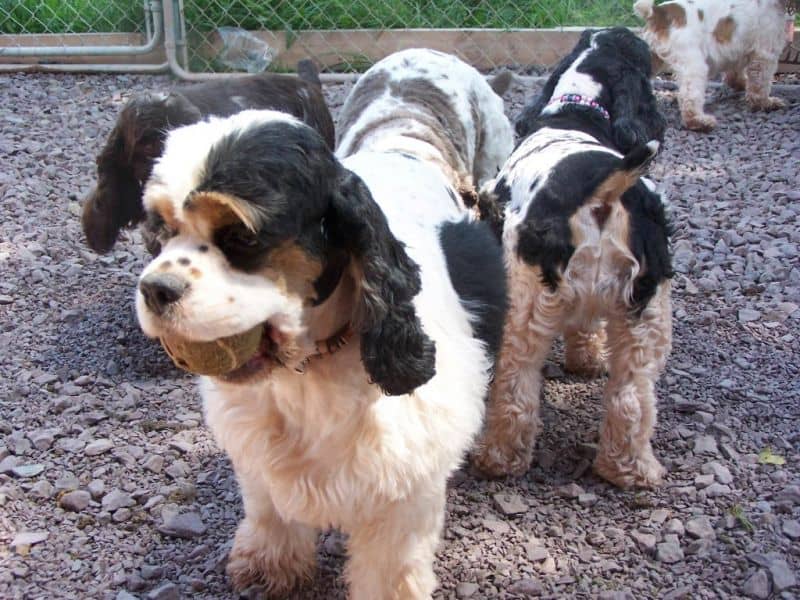 cocker spaniels