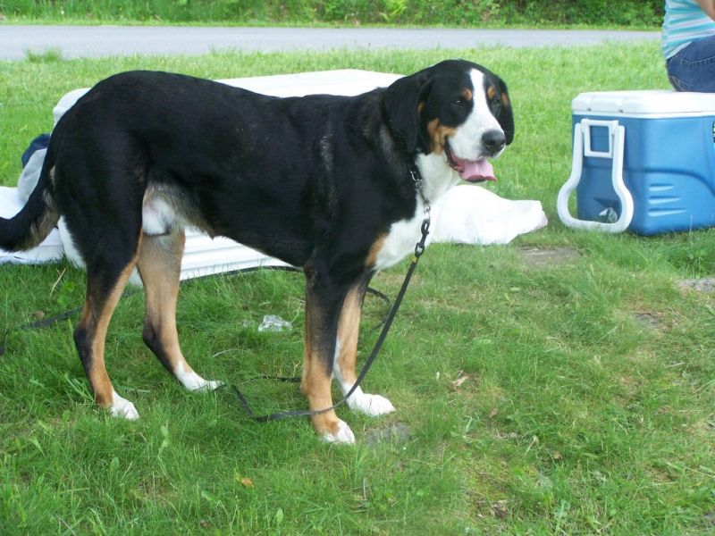 greater swiss mountain dog