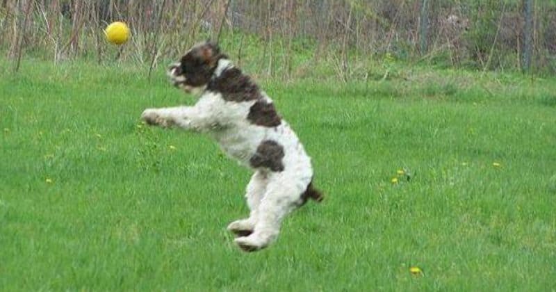 Dog ACL surgery the second time around