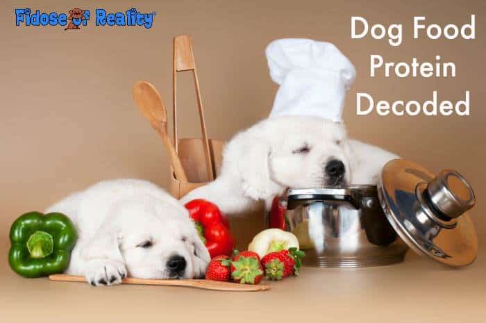 Dog Food Protein Decoded for Pet Parents