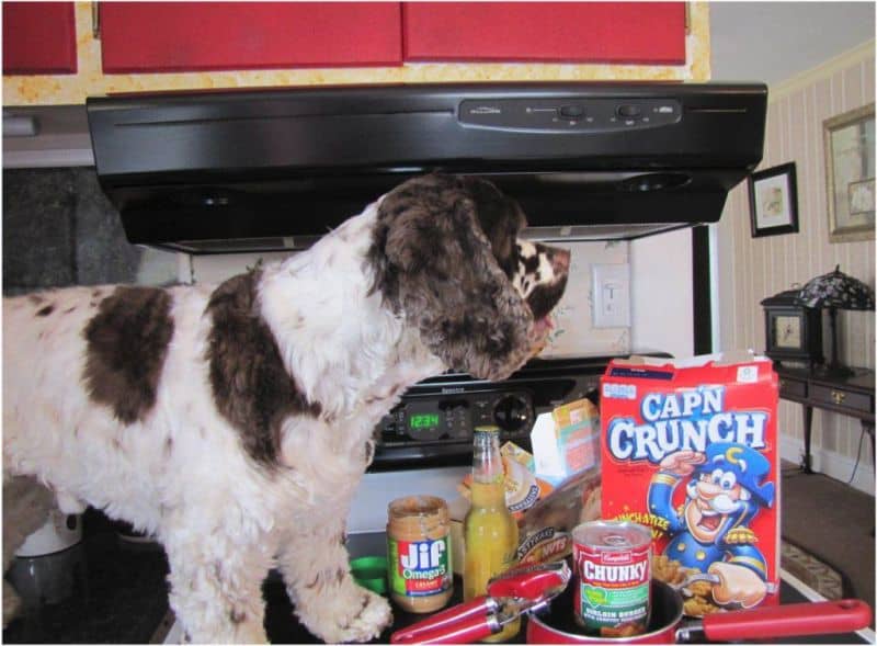 dog cooks