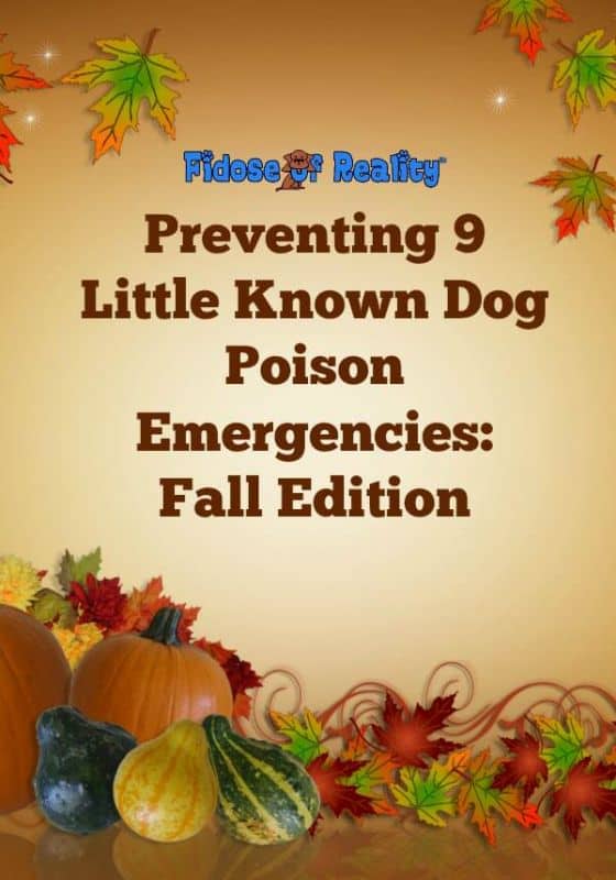 dog poison emergency