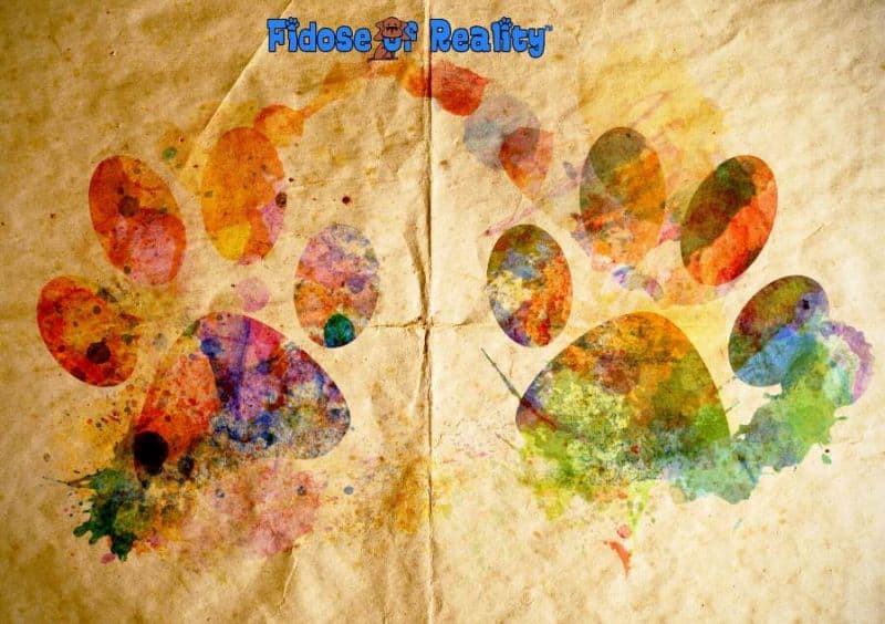rainbow paws