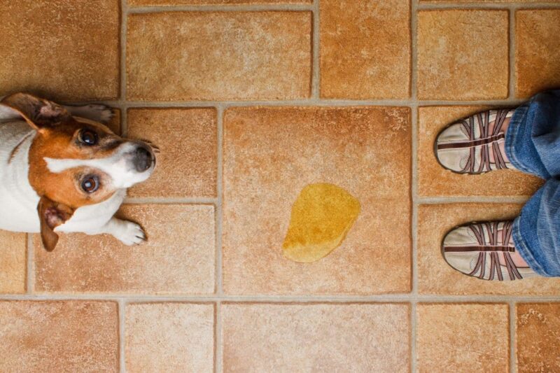 How to stop a dog who pees for revenge