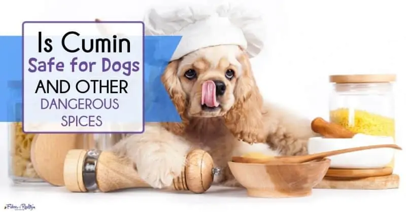 can dogs eat cumin