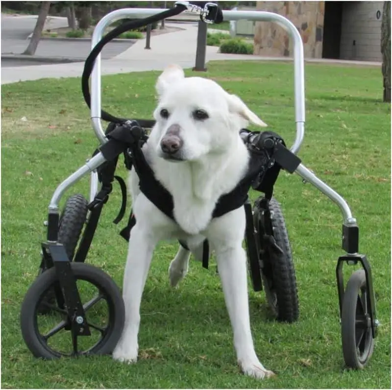 degenerative myelopathy dog