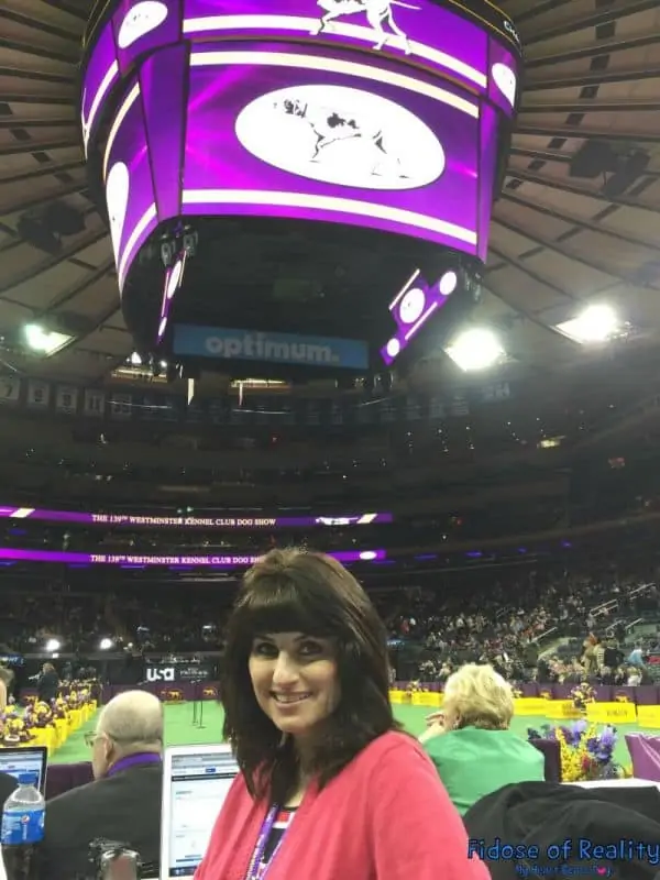 westminster dog show