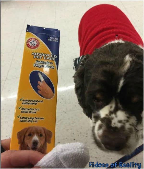 10 Tips For Dogs Who Hate Teeth Brushing Fidose of Reality