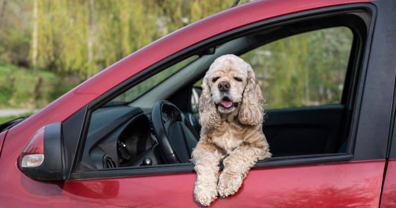 dog sitting in car for hotel visit