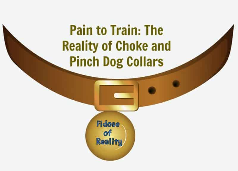 Pain to Train The Reality of Choke and Pinch Dog Collars Fidose of