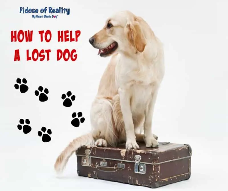 how to help a lost dog