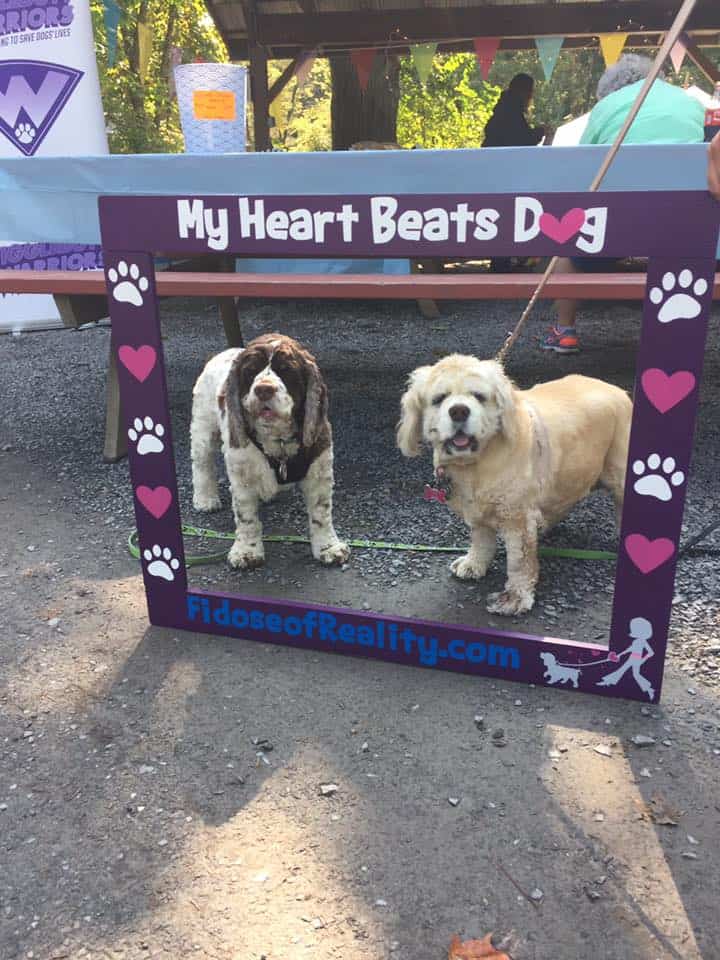 Ultimate Guide To Celebrate A Dog's Birthday Fidose of Reality