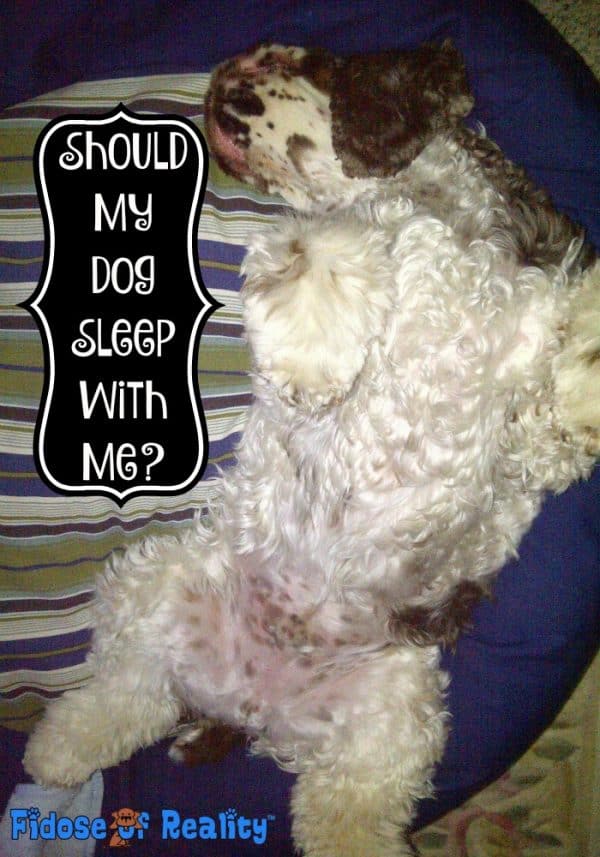 Where Should My Dog Sleep At Night Time? My Bed? Fidose of Reality