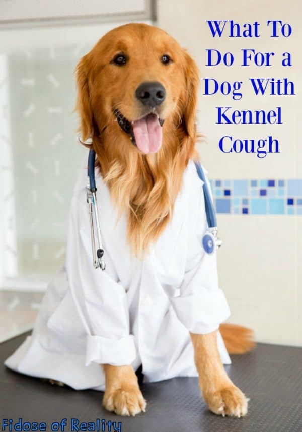 Pro Tips To Help A Dog With Kennel Cough Fidose of Reality