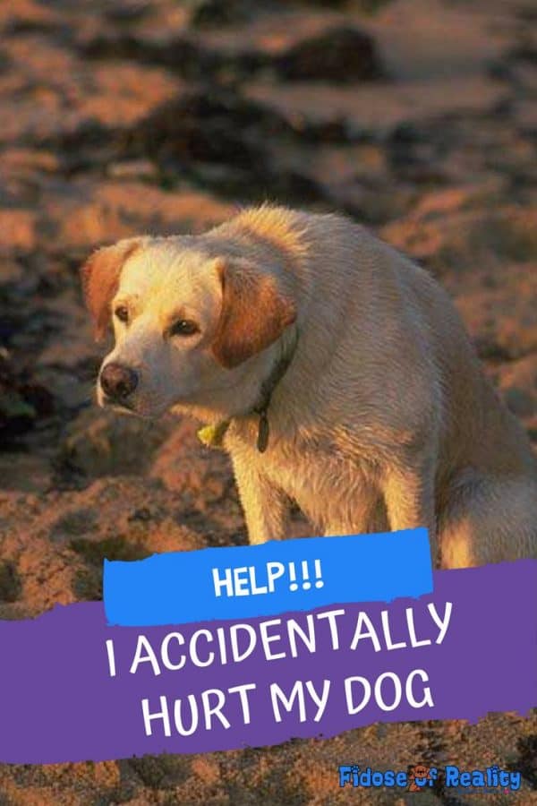 Do Dogs Hold Grudges After Being Hurt? Fidose of Reality