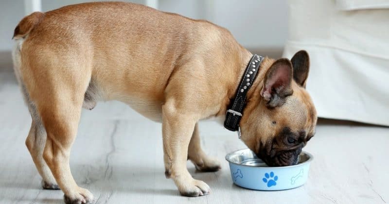 how to get your dog to drink more water