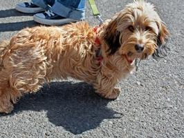 flea protection safe