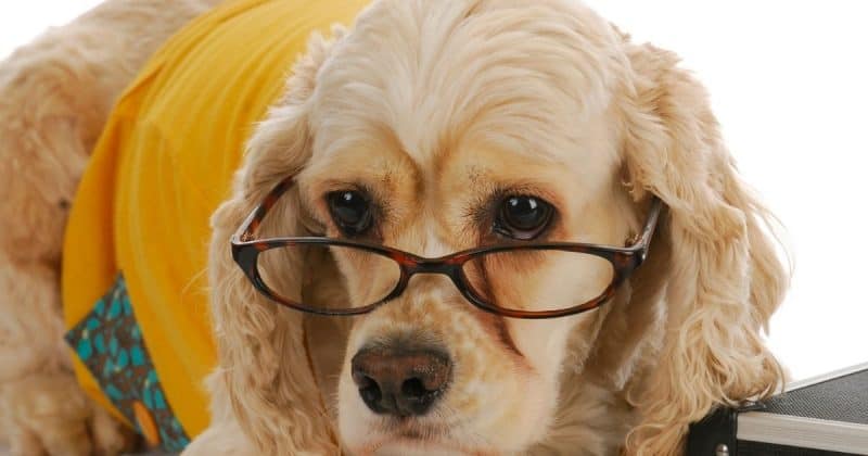 cocker spaniel eye problems