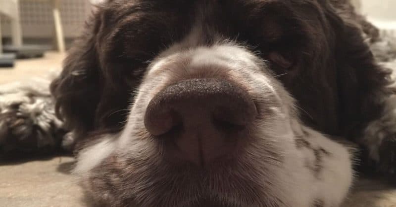 dog with autoimmune disease