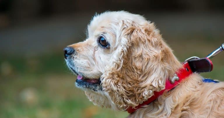cocker spaniel with abdominal pain