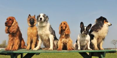 How To Keep A Dog #39 s Kidneys Healthy Fidose of Reality