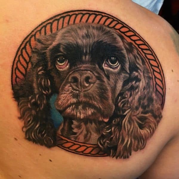 brown cocker spaniel