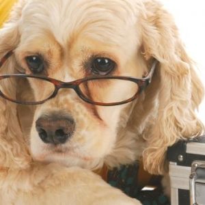 saving money on dog prescriptions
