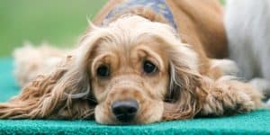 dog with colitis feels sick