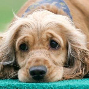 dog with colitis feels sick