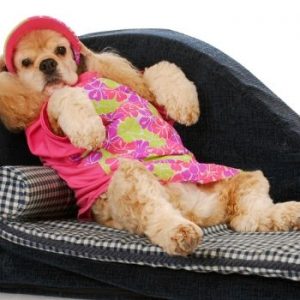 cocker spaniel on couch