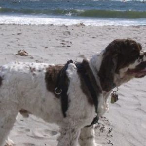 How To Keep Dogs Cool in Summer