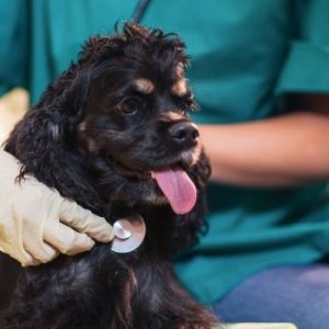 COCKER SPANIEL VET VISIT