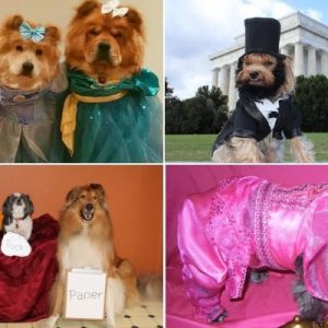 dog halloween costume ideas