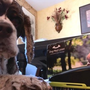 cocker spaniel looks cute