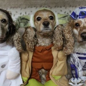 Cocker spaniels dressed up for halloween