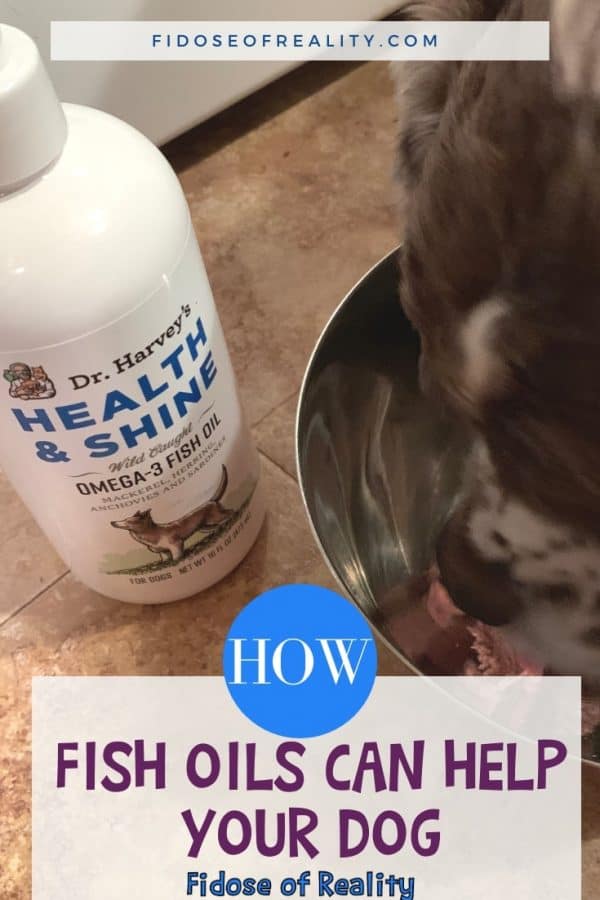 Here's How Fish Oil For Dogs Can Help Your Pooch Fidose of Reality