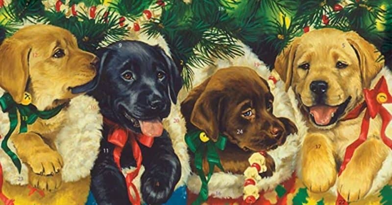 dog advent calendars