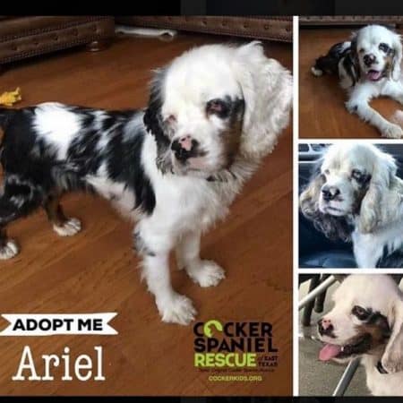 The Truth Behind The Merle Cocker Spaniels Controversy - Fidose of Reality