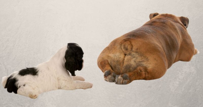 anal sacs dogs