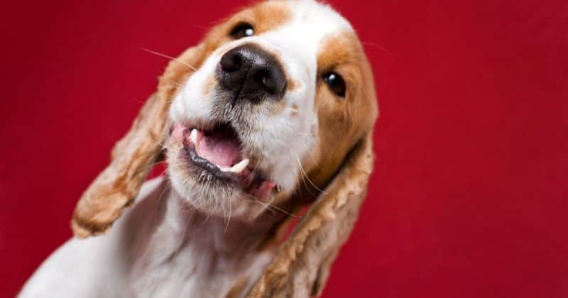 clean a dog's teeth