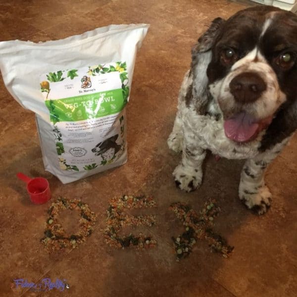 Should Dogs Have Vegetables Added To Their Diet? Fidose of Reality