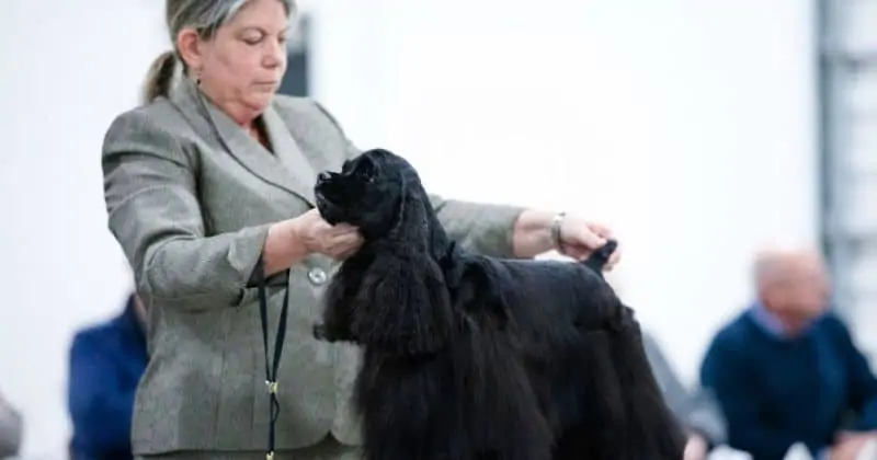 Cocker Spaniel in dog show