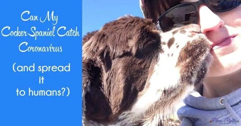 facts about Cocker Spaniels coronavirus