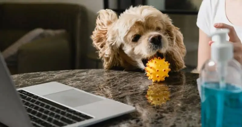 Dog playing indoors with his ball