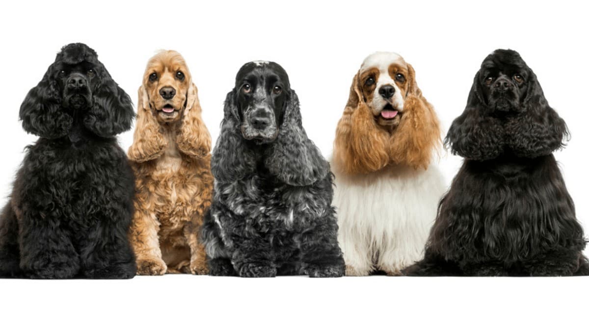 101 Things To Do Indoors With Your Dog Fidose Of Reality